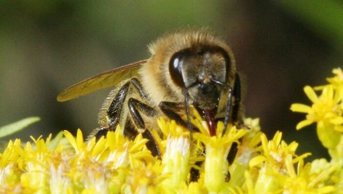 Rhododendron indicum picture