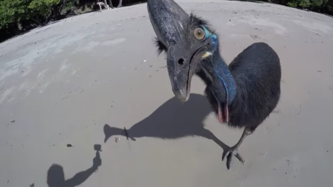 Wild cassowary on the beach, expecting an edible handout.