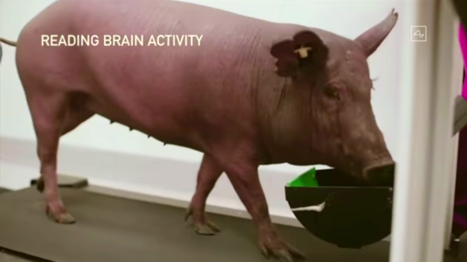 A pig with a computer chip implanted in it's brain walks on a treadmill while brain activity is recorded through the implant. Location: Neuralink’s headquarters in Fremont, California. Image captured by the News Blender.