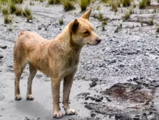 A New Guinea singing dog in the wild. Image captured by the News Blender.