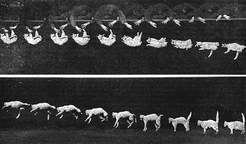 Chronophotography of a falling cat by Étienne-Jules Marey, 1894.