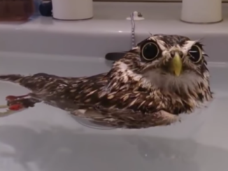 An owl in the bath.