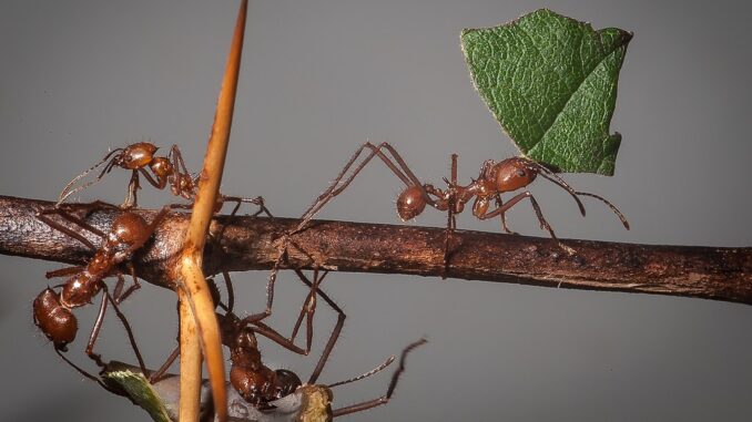 Atta cephalotes (Leaf-cutter ants).