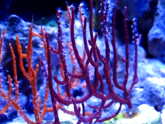 Alcyonacea, commonly known as sea whip, sea fan, or gorgonian coral, in an aquarium.