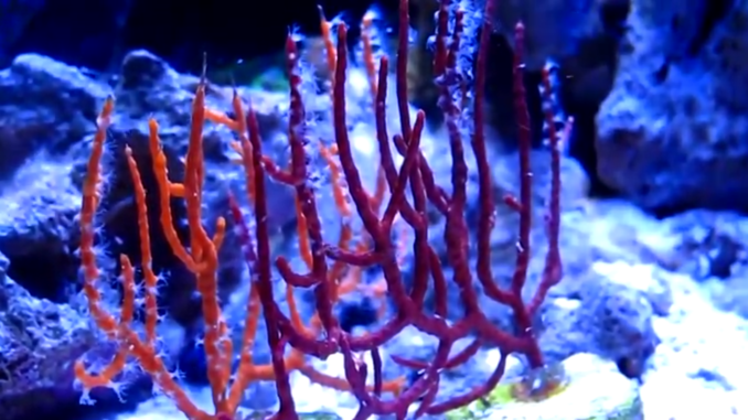 Alcyonacea, commonly known as sea whip, sea fan, or gorgonian coral, in an aquarium.