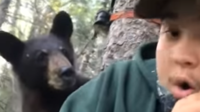 Bear surprises hunter.
