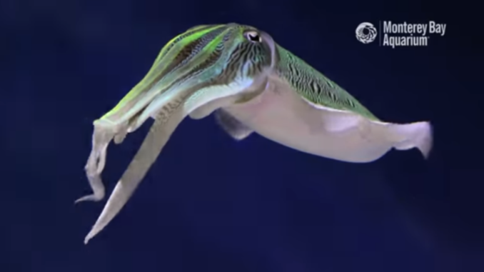 Cuttlefish can change colors like a chameleon for mating, hunting, or camouflage.